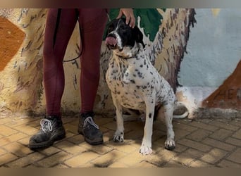 Bruno (LR) ein treuer Begleiter für Ihre Familie