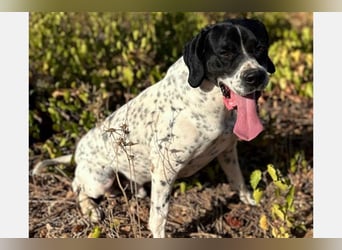 Bruno (LR) ein treuer Begleiter für Ihre Familie