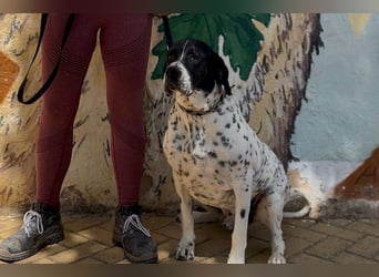 Bruno (LR) ein treuer Begleiter für Ihre Familie