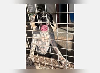 Bruno (LR) ein treuer Begleiter für Ihre Familie
