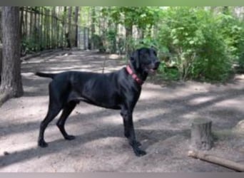 Bo sucht sein Für-Immer-Zuhause!