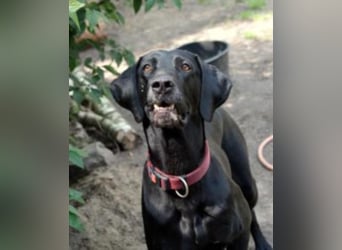 Bo sucht sein Für-Immer-Zuhause!