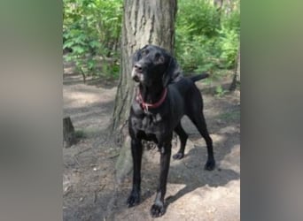 Bo sucht sein Für-Immer-Zuhause!