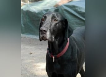 Bo sucht sein Für-Immer-Zuhause!