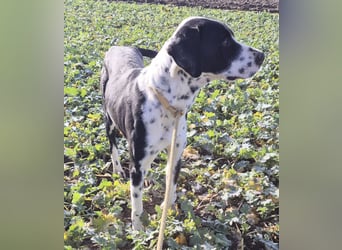 Dot ein eleganter Hingucker