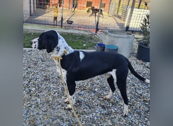 Dot ein eleganter Hingucker