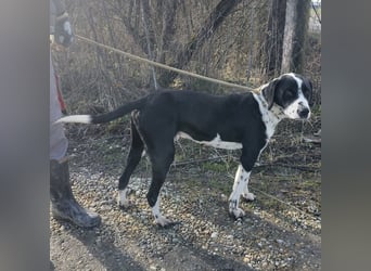 Dot ein eleganter Hingucker