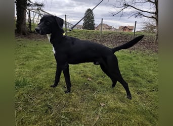 Kalle ein eleganter freundlicher lieber Rüde