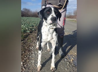 Dot ein eleganter Hingucker