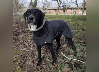 Kalle ein eleganter freundlicher lieber Rüde