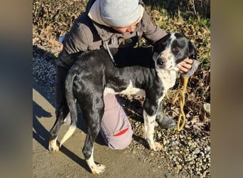 Dot ein eleganter Hingucker