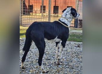 Dot ein eleganter Hingucker