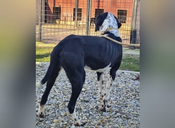 Dot ein eleganter Hingucker