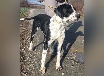 Dot ein eleganter Hingucker