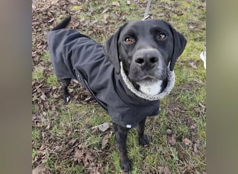 Kalle ein eleganter freundlicher lieber Rüde