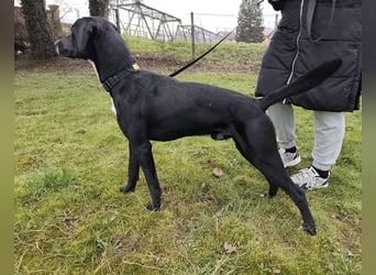 Kalle ein eleganter freundlicher lieber Rüde