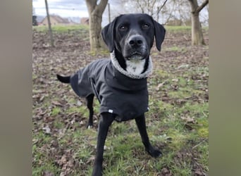 Kalle ein eleganter freundlicher lieber Rüde