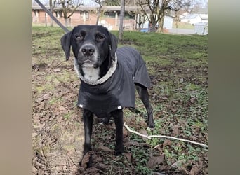 Kalle ein eleganter freundlicher lieber Rüde
