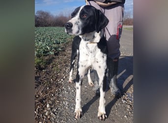 Dot ein eleganter Hingucker