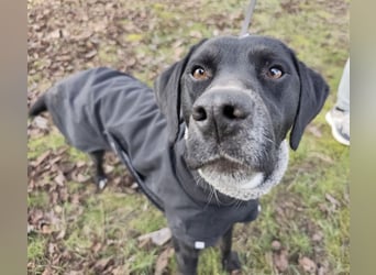 Kalle ein eleganter freundlicher lieber Rüde