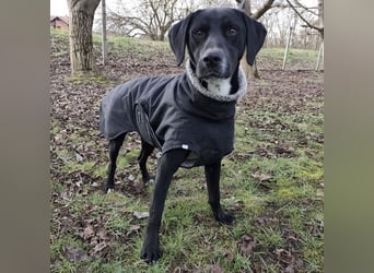 Kalle ein eleganter freundlicher lieber Rüde