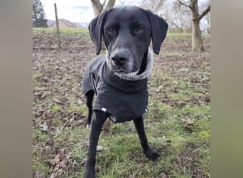 Kalle ein eleganter freundlicher lieber Rüde