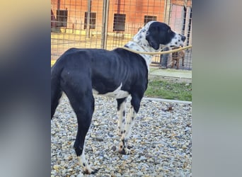 Dot ein eleganter Hingucker