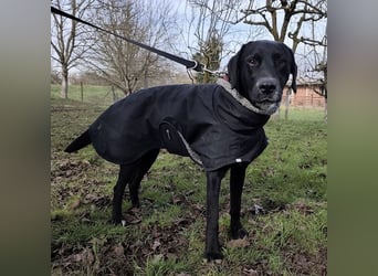 Kalle ein eleganter freundlicher lieber Rüde