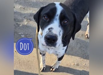 Dot ein eleganter Hingucker