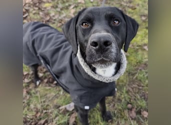 Kalle ein eleganter freundlicher lieber Rüde