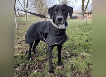 Kalle ein eleganter freundlicher lieber Rüde