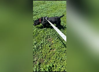 Rosi, kleine Jagdhund Mix Hündin