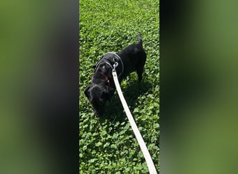 Rosi, kleine Jagdhund Mix Hündin