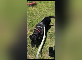 Rosi, kleine Jagdhund Mix Hündin