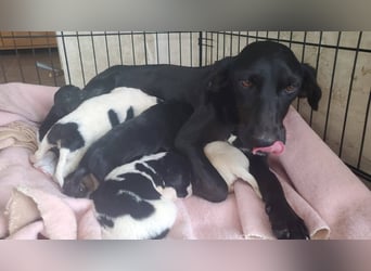 Rosi, kleine Jagdhund Mix Hündin