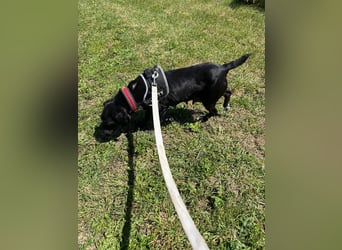 Rosi, kleine Jagdhund Mix Hündin