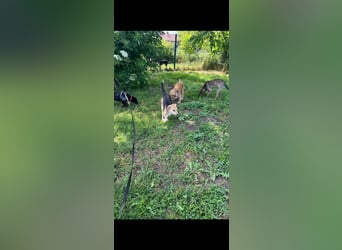 Rosi, kleine Jagdhund Mix Hündin