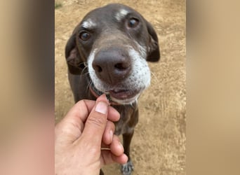 RUFO - treuer, braver, verschmuster Kumpel sucht noch einmal liebevolles Für-immer-Zuhause