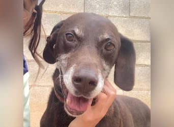 RUFO - treuer, braver, verschmuster Kumpel sucht noch einmal liebevolles Für-immer-Zuhause