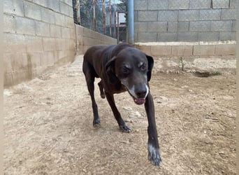 RUFO - treuer, braver, verschmuster Kumpel sucht noch einmal liebevolles Für-immer-Zuhause