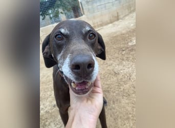 RUFO - treuer, braver, verschmuster Kumpel sucht noch einmal liebevolles Für-immer-Zuhause