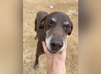 RUFO - treuer, braver, verschmuster Kumpel sucht noch einmal liebevolles Für-immer-Zuhause