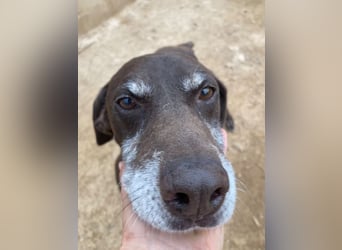 RUFO - treuer, braver, verschmuster Kumpel sucht noch einmal liebevolles Für-immer-Zuhause
