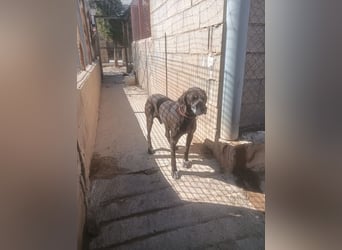 RUFO - treuer, braver, verschmuster Kumpel sucht noch einmal liebevolles Für-immer-Zuhause