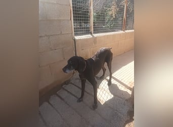 RUFO - treuer, braver, verschmuster Kumpel sucht noch einmal liebevolles Für-immer-Zuhause