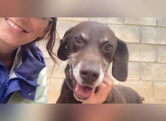 RUFO - treuer, braver, verschmuster Kumpel sucht noch einmal liebevolles Für-immer-Zuhause