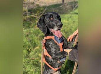 Ronja, Traum auf 4 Pfoten