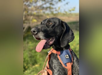 Ronja, Traum auf 4 Pfoten