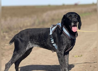 Ronja, Traum auf 4 Pfoten