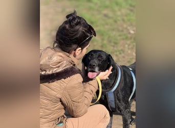 Ronja, Traum auf 4 Pfoten